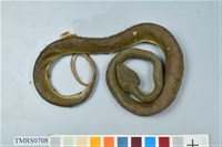 藏品(赤尾青竹絲)的圖片